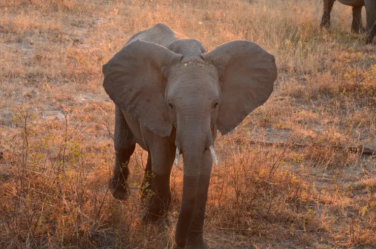 走向獵遊車的大象 好漂亮啊