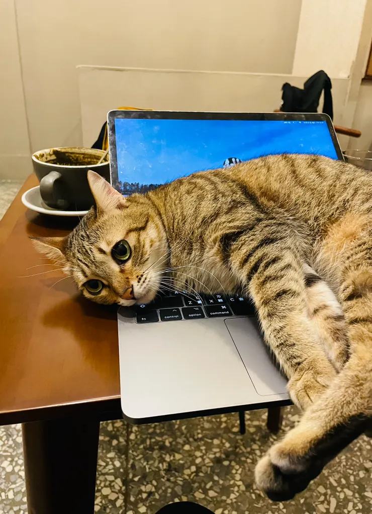 新發現的可愛咖啡廳之可愛貓咪