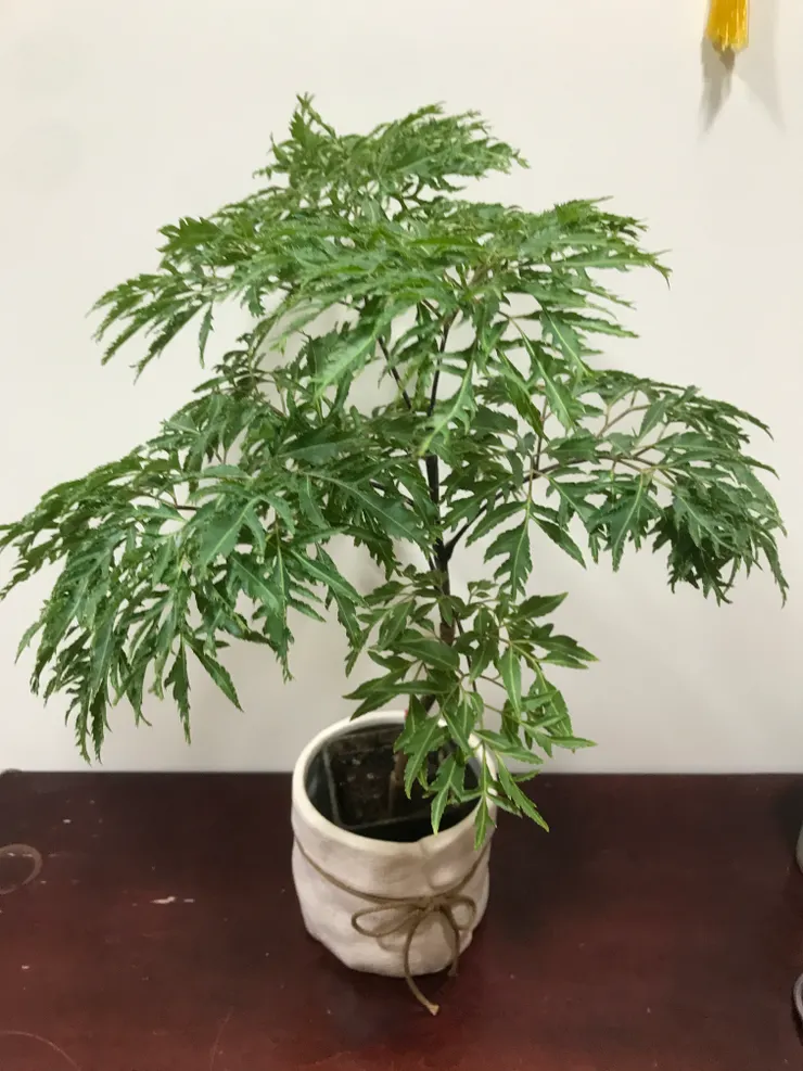 羽葉福祿桐（套盆～裡面還有一個方型的塑膠盆）