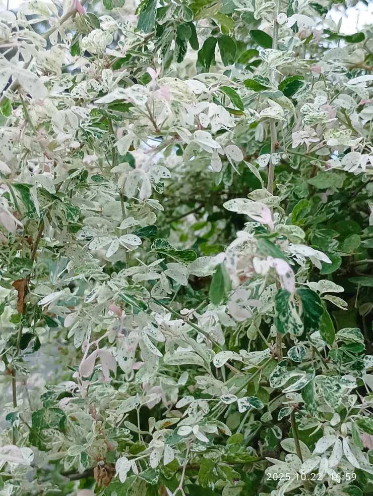 一葉花落一夜秋，斑葉金龜樹，自拍攝