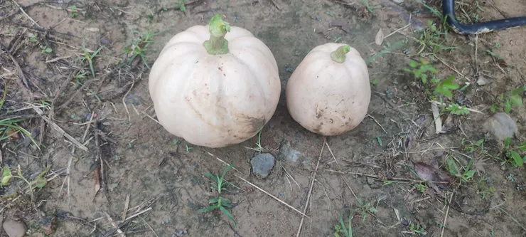 兩個南瓜，還有在開花