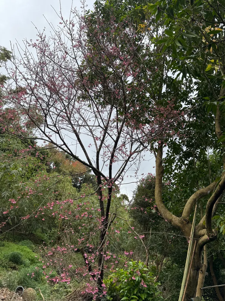 2026/02/01 櫻花樹