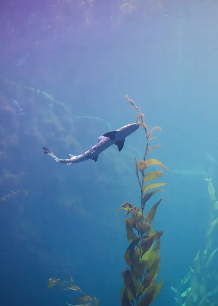 夢幻又神秘的海中世界。