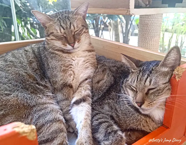 ▲龍潭「野薑花與貓」庭園餐廳/ 圖片來源:Betty's Jump Diary