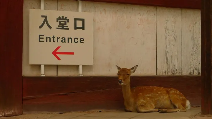 因為奈良打開了我夢想的入口