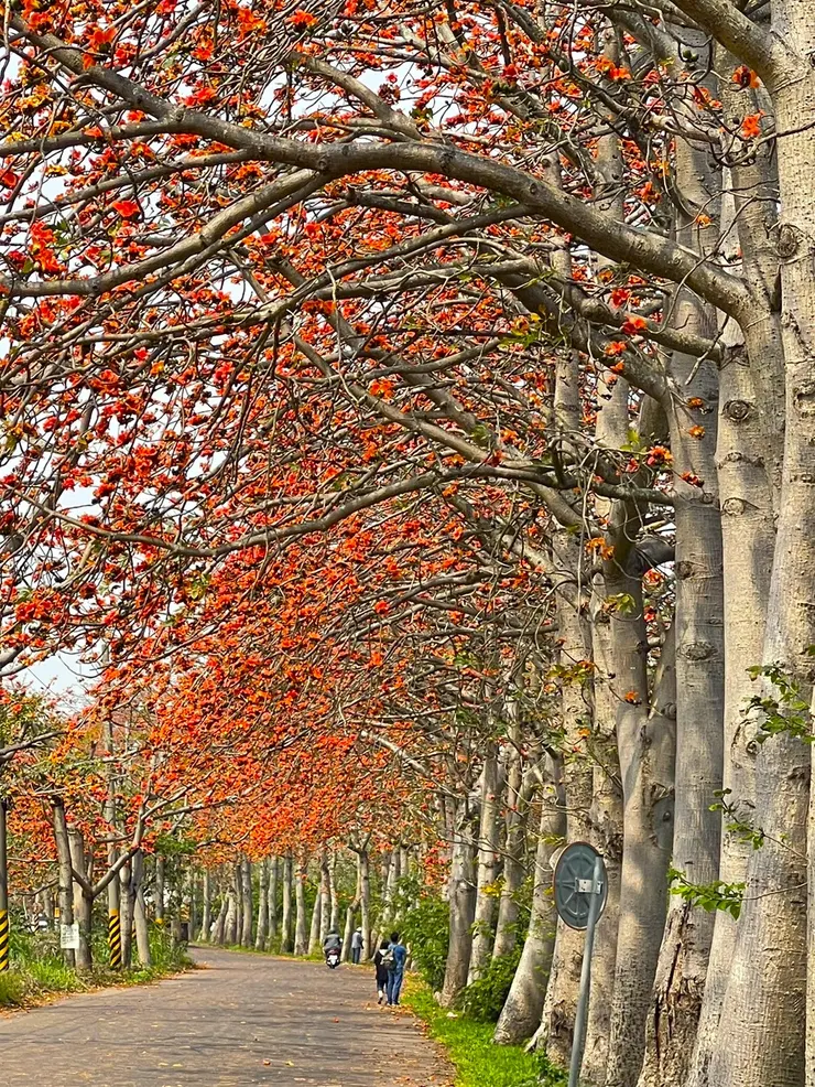 木棉花吸引追花人