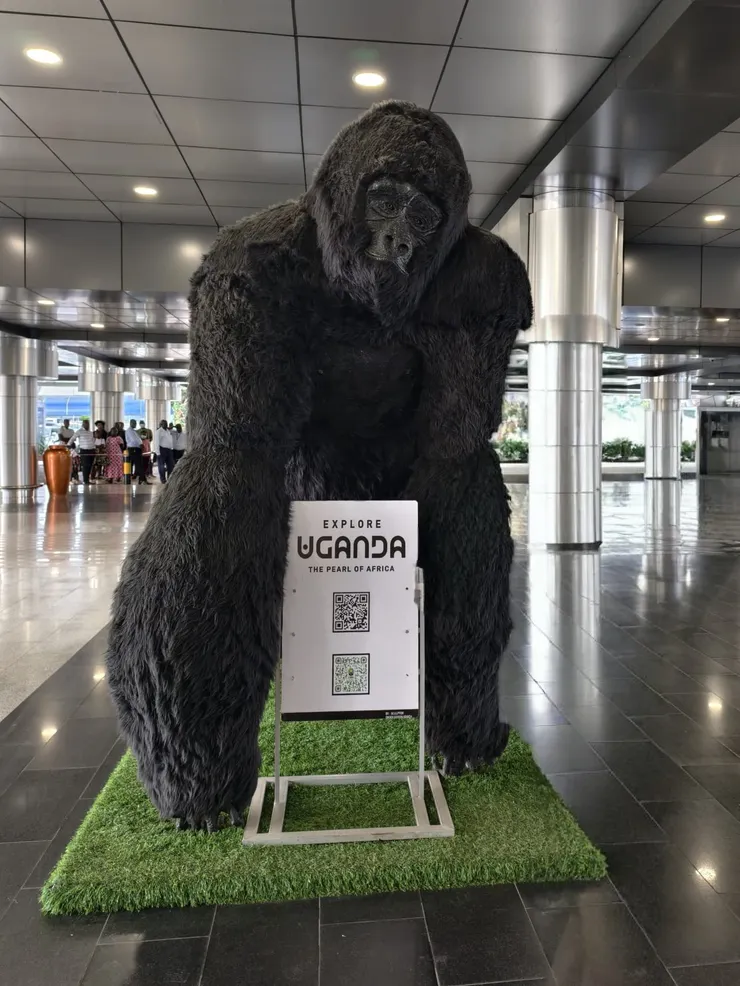 烏干達恩德培國際機場入境大廳的銀背大猩猩。銀背大猩猩是瀕危物種,目前僅存於烏干達與盧安達邊界的山區。