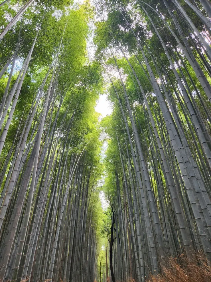 竹林小徑