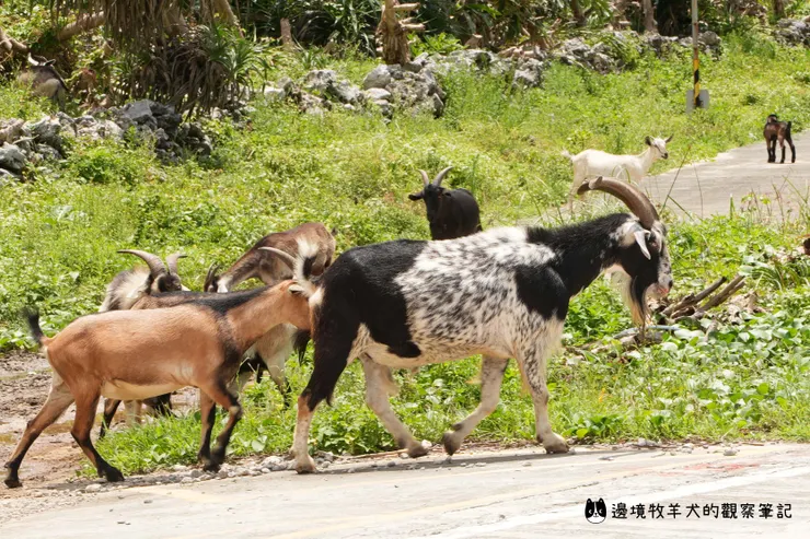 蘭嶼自由奔跑的山羊們