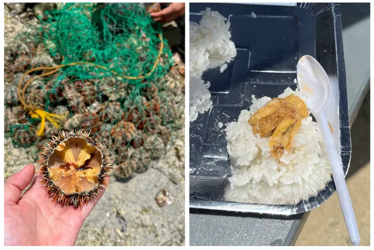 我的第二及第三顆海膽