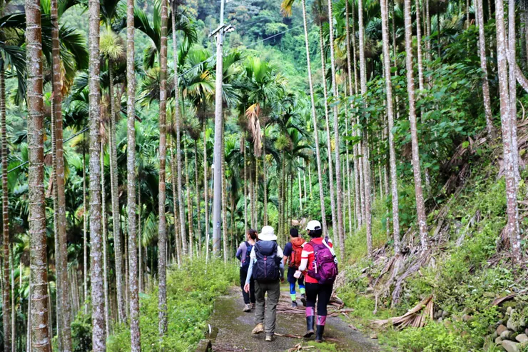 一片種滿椰子樹的果園