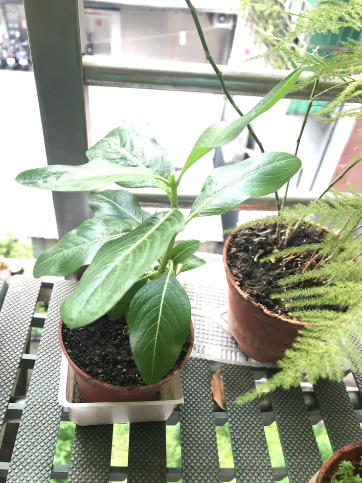 剪掉頂芽後的日日春