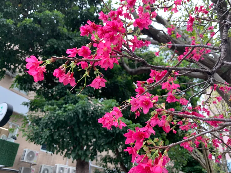 櫻花開的真好，喜歡這個顏色，美！