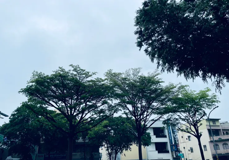 好像龍貓裡面的樹長大