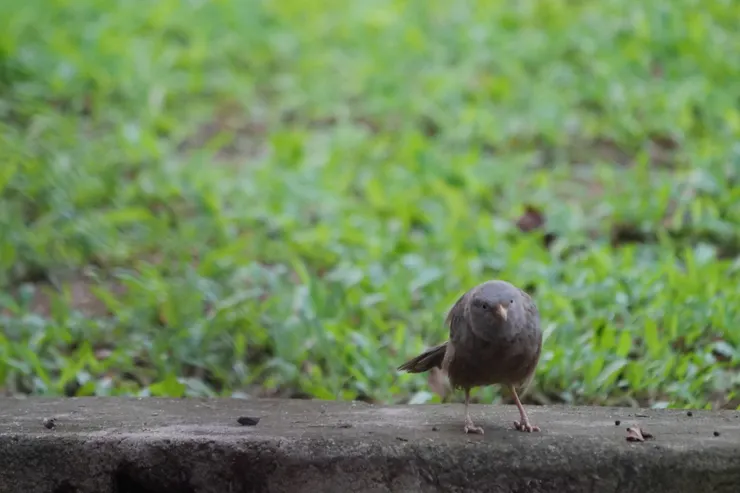 Yellow-billed Babbler