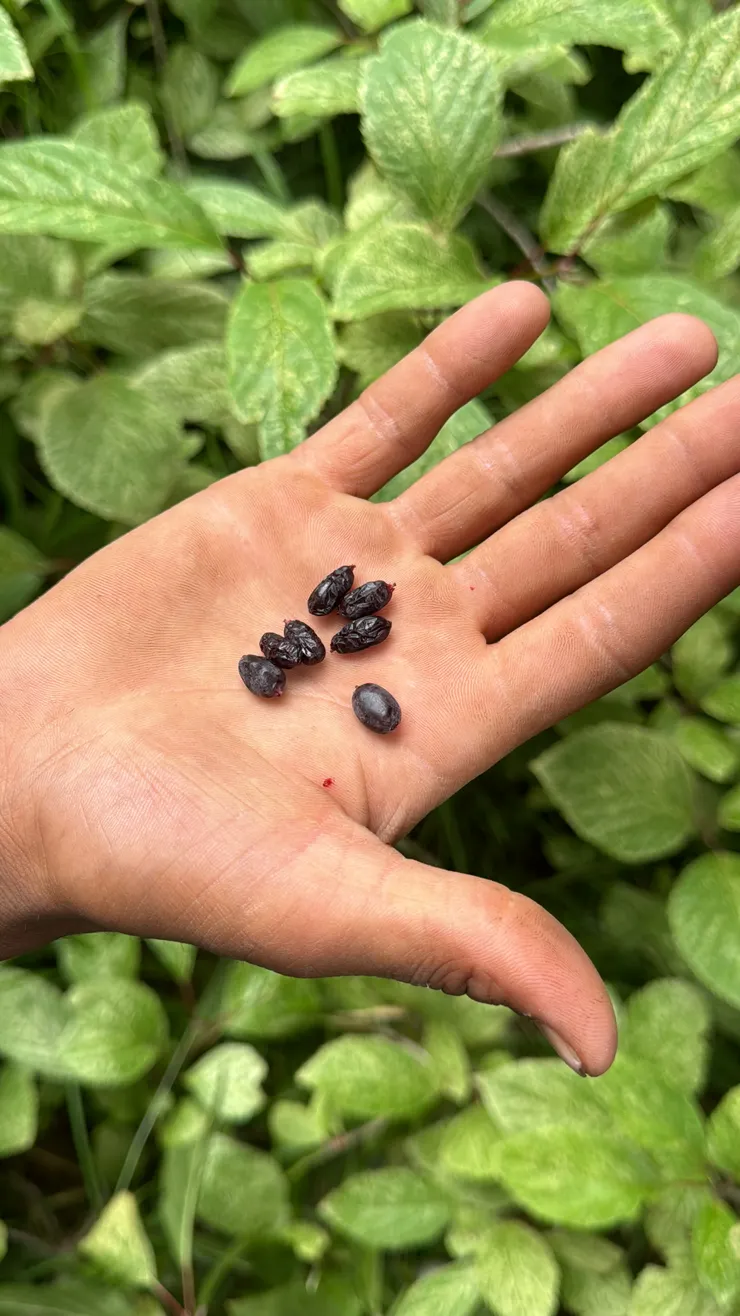 馬伕摘給我們吃的野生果實,不是💩