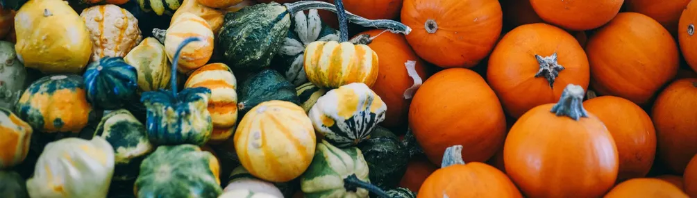 栗子南瓜的沙龍