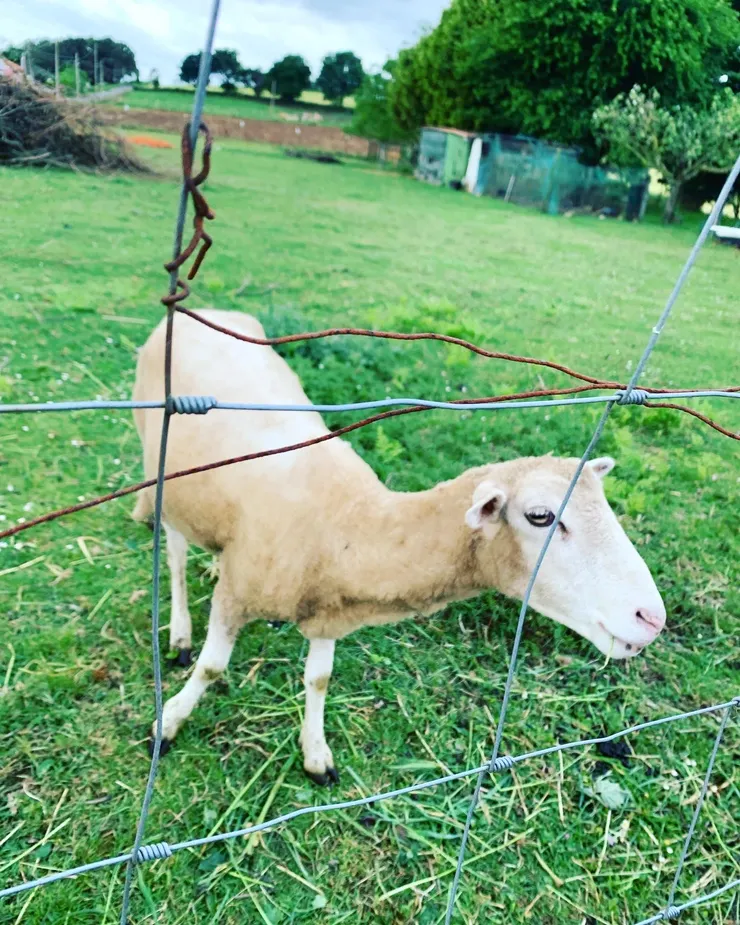 圖五：被我召喚而來的小羊