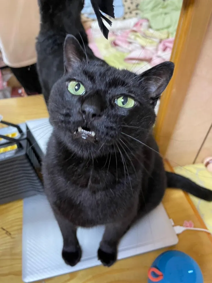 黑貓年年有著獨特的鼻子(年年媽媽提供)