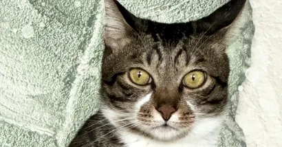 暫時想不到名子