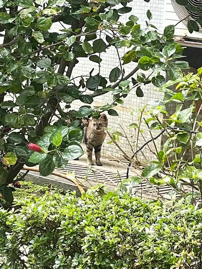 通勤路上── 可愛貓咪🐱