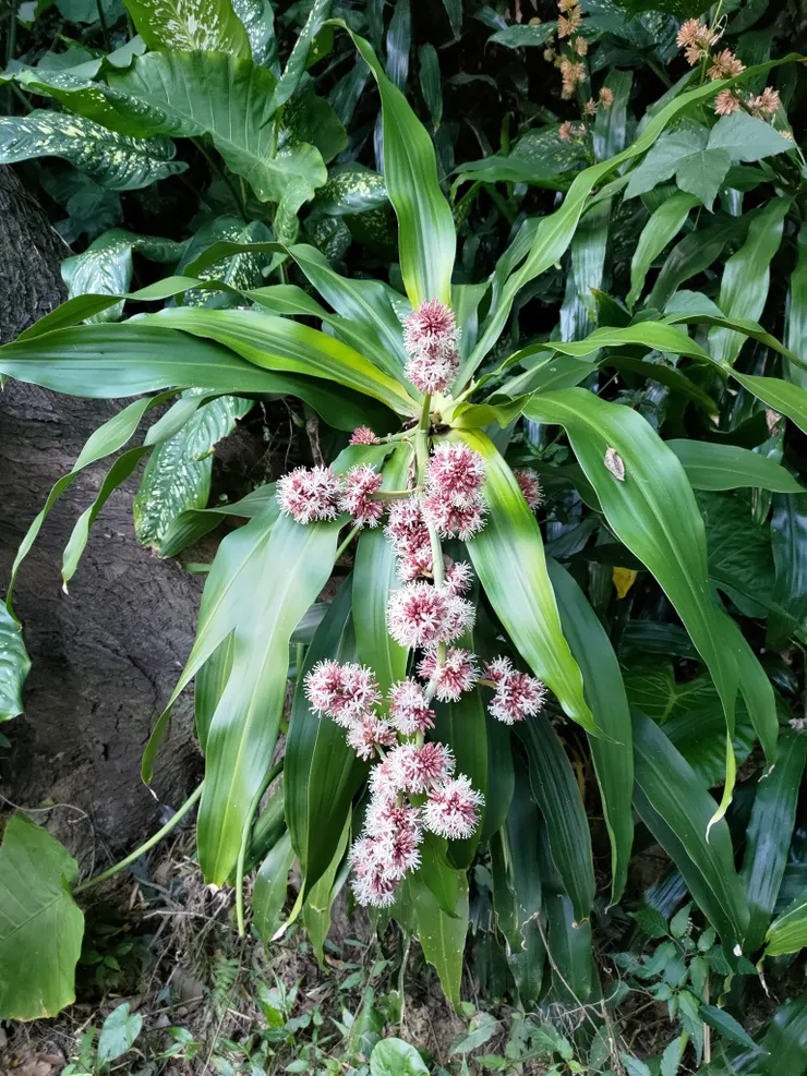 龍血樹