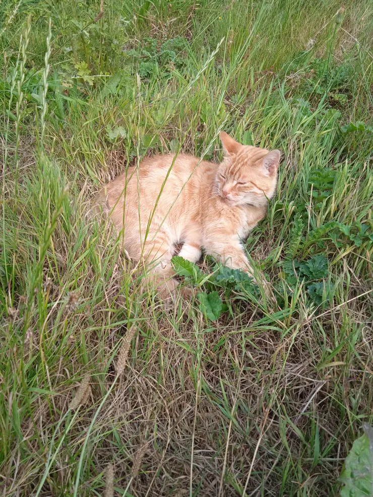 哈哈,草上面的一個個洞就是這樣被我壓成的,我一睡就睡幾個小時,難怪那邊會寸草不生呢!好像月球的隕石洞哦!