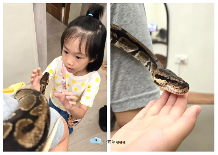 初階蛇接觸，輕輕摸摸看！