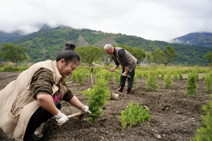 在宜蘭種下340顆澳洲茶樹
