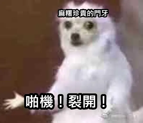 麻糬珍貴的門牙 ... 啪機！裂開！▲