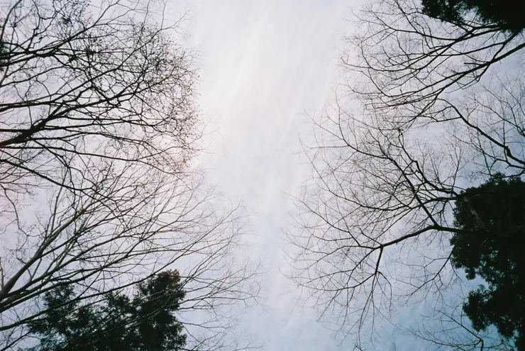 Nikon AF600 - RETO Maple100