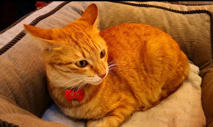 睡眠就像一隻傲嬌的小貓，你越是卑微地求牠過來，牠跑得越遠