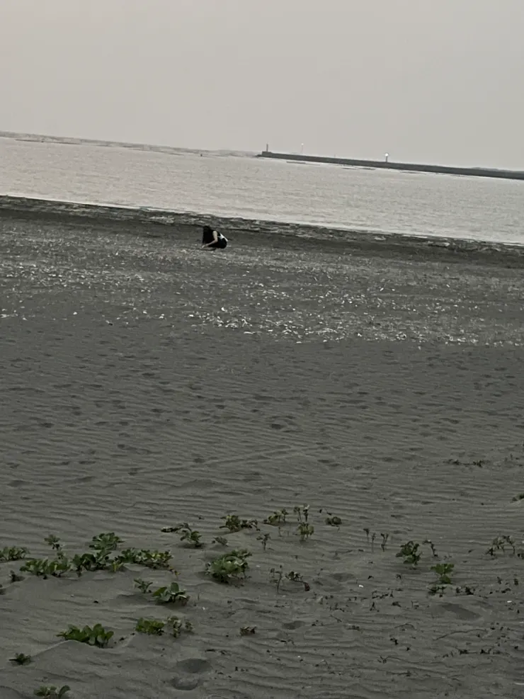 媽媽已老的雙眼，為我拍下的照片