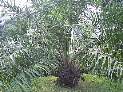 src