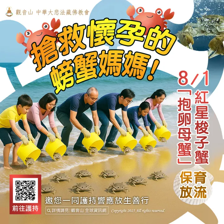 🦀 搶救懷孕的螃蟹媽媽！觀音山 8月1日紅星梭子蟹「抱卵母蟹」保育放流 邀您一同護持響應放生善行