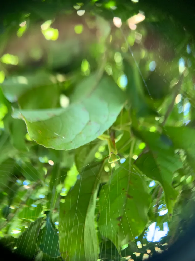 三角臉一對大銳眼