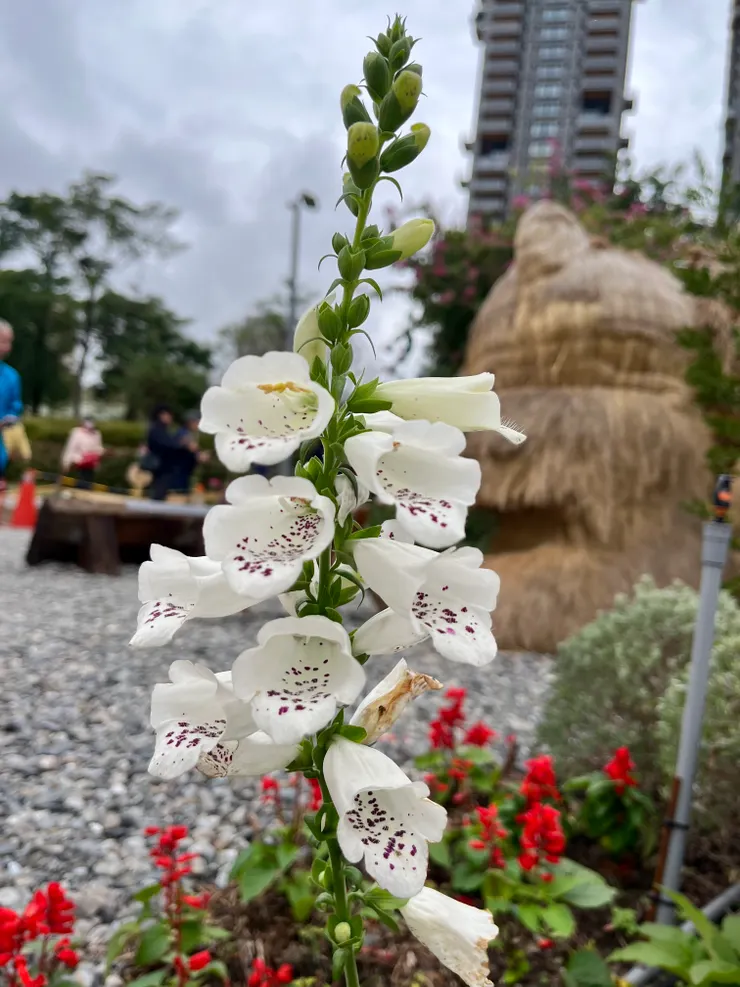 城市裏的毛地黃與山中的氣質是否不同