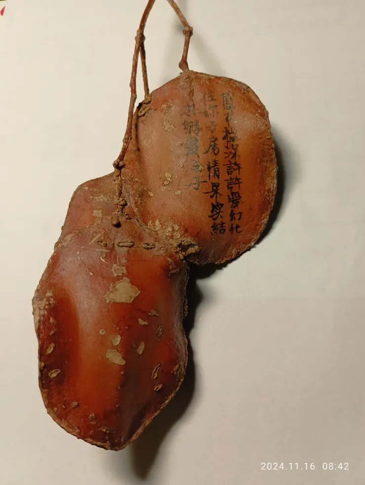 藍花楹果實仍呈綠色時可摘下，視己需可用雕刀於上作業，乾燥後可呈現美麗的圖景