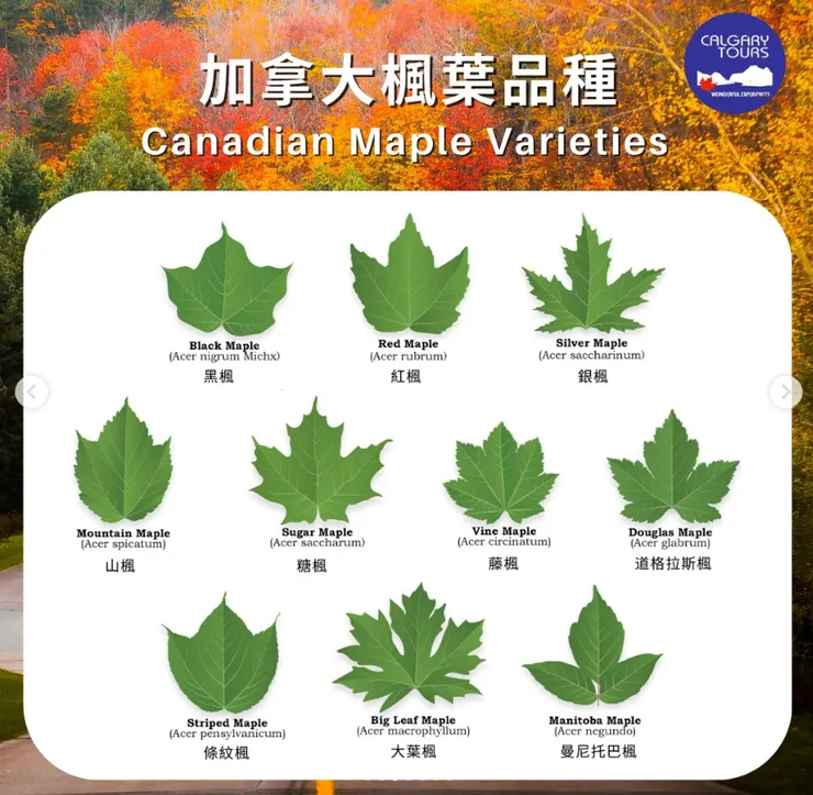 資料來源：calgarytours