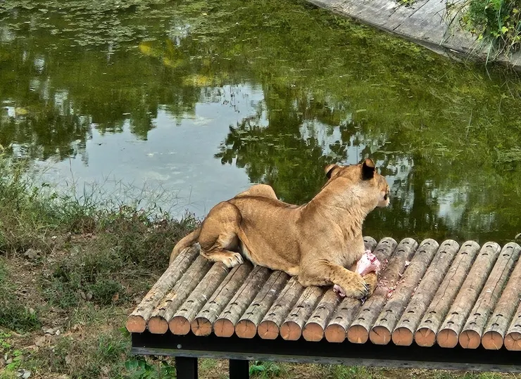 用腳腳壓著骨頭啃的大貓貓