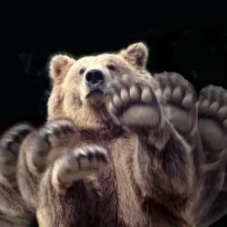 黑色北極熊的沙龍