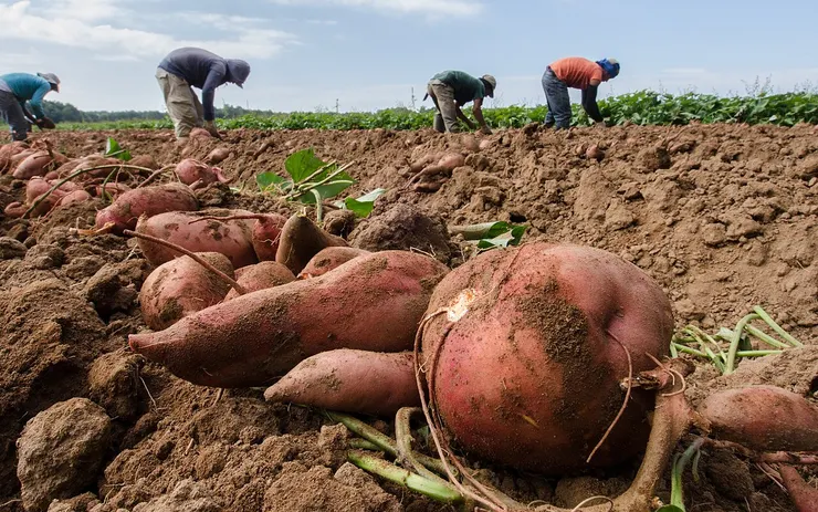 由 peakpx.com - https://www.peakpx.com/622548/4-men-harvesting-red-sweet-potato-at-daytime, CC BY-SA 1.0