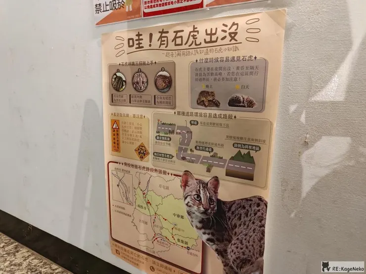 石虎出沒