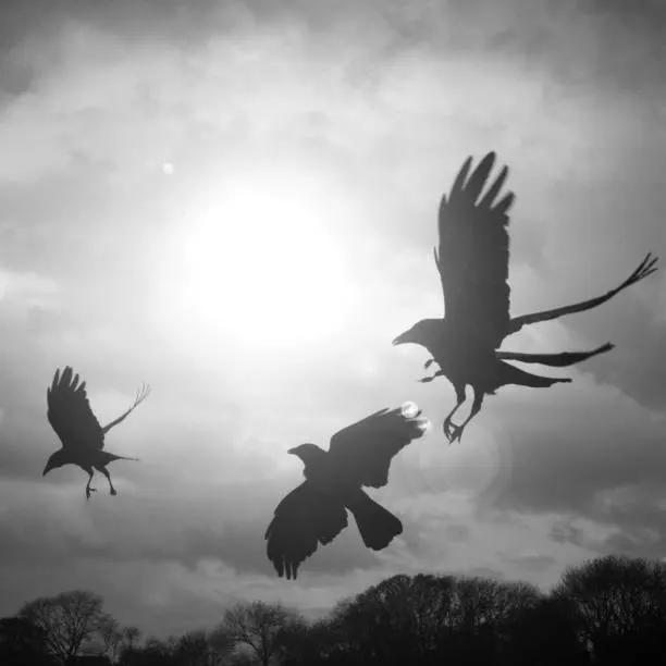 鷹化為鳩，節氣物侯中留藏的神話思維。