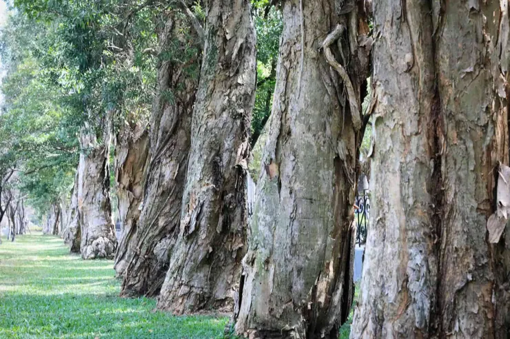 台北國父紀念館仁愛路牆邊的白千層