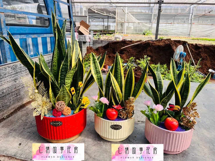 心情故事花房 盆栽 開運竹 花藝商品 綠植擺設 居家佈置 商務送禮 開業賀禮 搬遷禮品 精緻盆栽 桌面綠植 開運好物 幸運象徵 花藝設計 綠意生活 禮品推薦 多樣品項 預算靈活 客製化服務 綠植專家