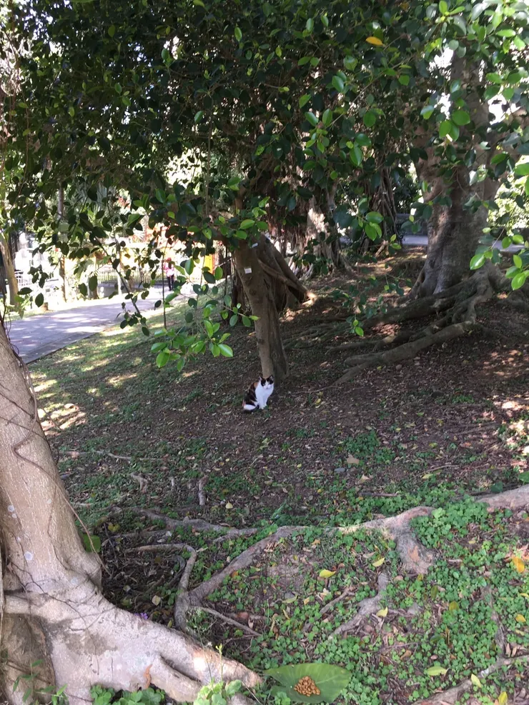 一面之緣的三花