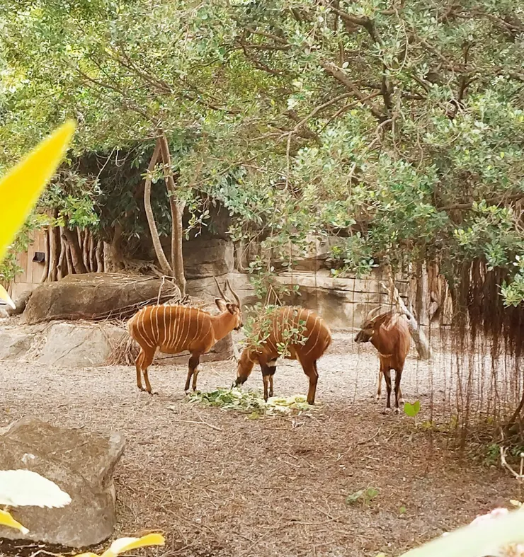山地斑哥條紋羚