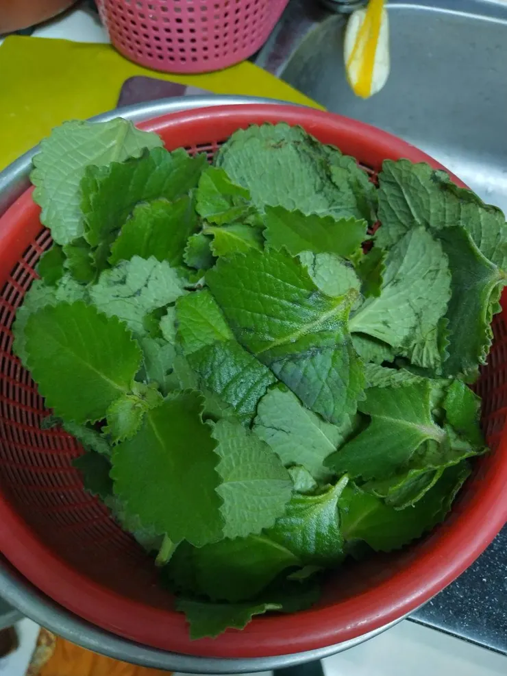 左手香可做唇膏、保養品