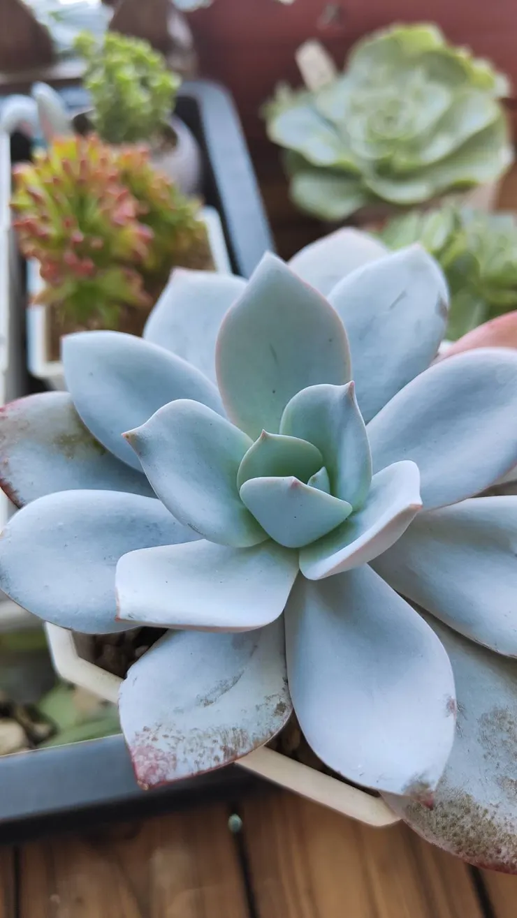 當初白色戀人剛開始養護幾個月的樣子